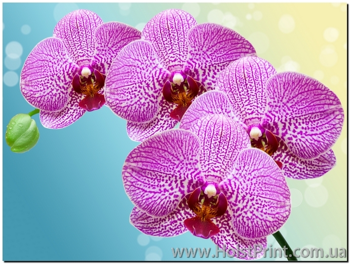Картина орхидея, ART: CVF888017